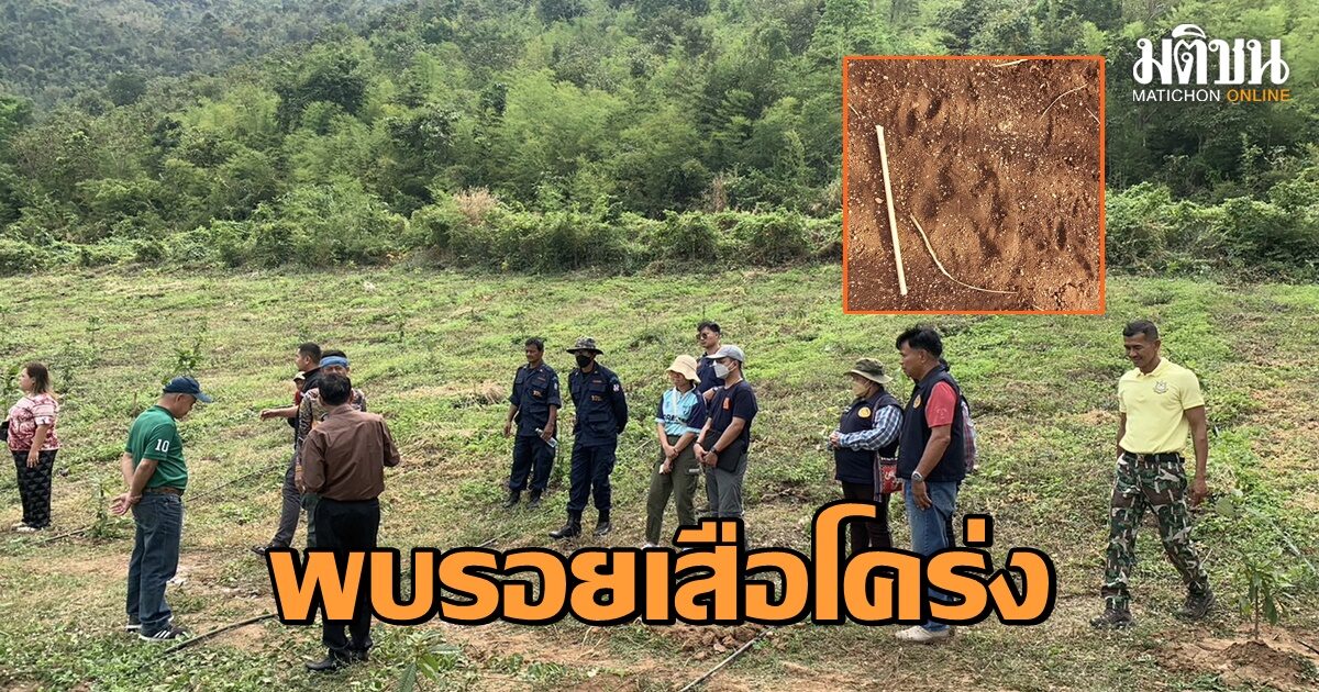 จนท.กาญจน์ ลุยตรวจสอบรอยเท้าเสือโคร่ง พบเพิ่มอีก 1 จุด พร้อมตั้งกล้องดักถ่ายสำรวจ
