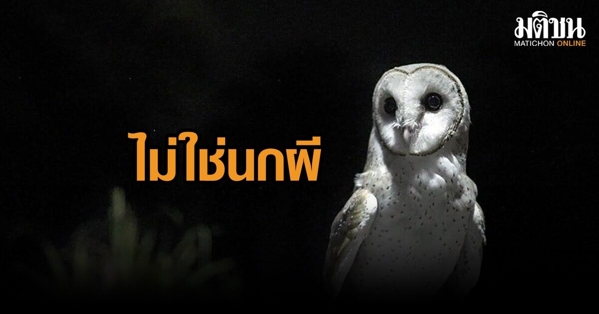 เป็นห่วงนกแสก คนเชื่อ สัญลักษณ์ภูตผี แต่ที่จริง ตัวจัดการสมดุลธรรมชาติ หวั่นสารเคมีทำประชากรลด