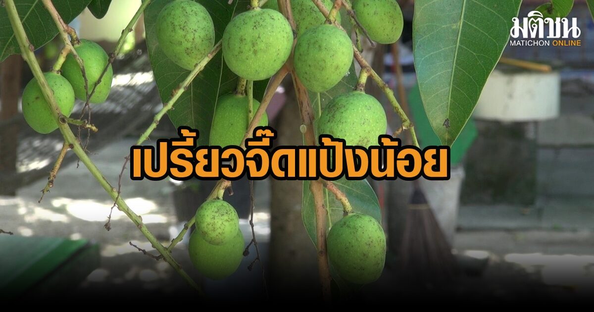มะม่วงเบาสงขลา ยกระดับ เป็นสินค้า จีไอ เผย เปรี้ยวจี๊ด กรอบ กลิ่นหอม แป้งน้อย