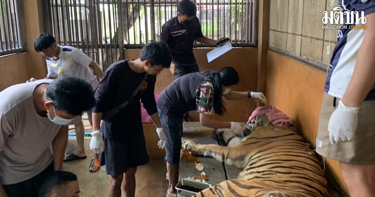 เล็บขบลายทอง หมอวางแผนรักษา วางยาสลบเสือเฒ่า จับตรวจสุขภาพประจำปี