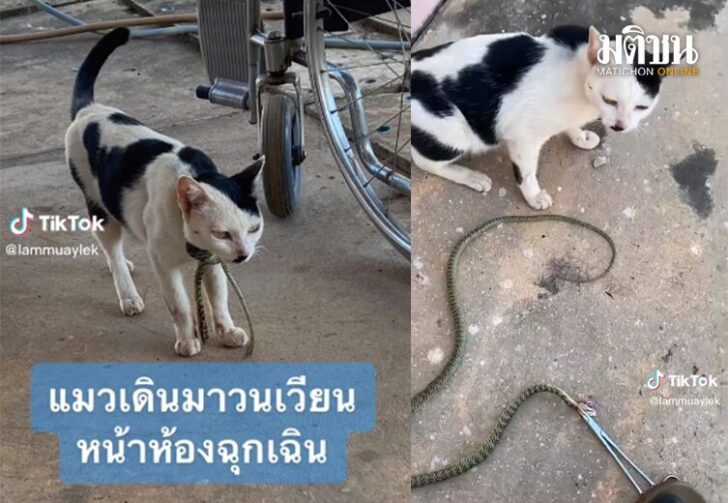 ขนาดเว็บงูรัดคอแมว