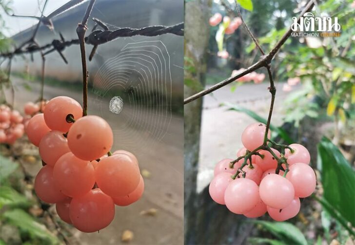 ขนาดเว็บเครือสามแฉก25964