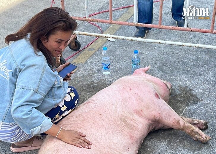 ขอไถ่ชีวิตหมู-หมูหนีโรงเชือด