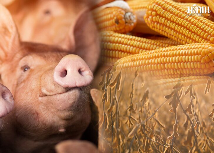 รัฐต้องทำอะไร เพื่อช่วยคนเลี้ยงหมูให้รอดในปี 2566 สถานการณ์คนเลี้ยงหมู