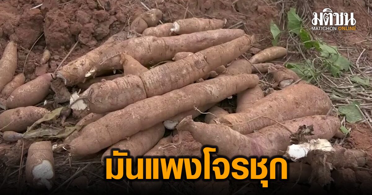 สลด! ชาย 45 ถูกยิงดับคาไร่สำปะหลังตัวเอง หลังบอกจะไปซุ่มดูขโมย ก่อนกลายเป็นศพ