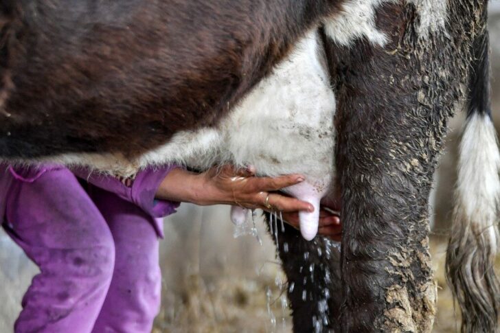 TUNISIA-ECONOMY-AGRICULTURE-DAIRY