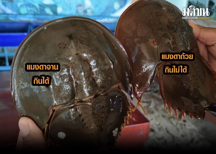 ถ้วยจาน1
