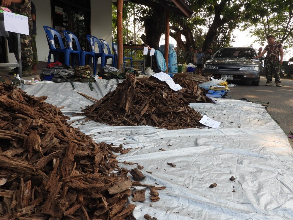เก็บหาไม้กฤษณา
