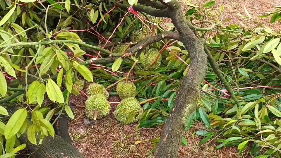 สวนทุเรียนเมืองจันท์ โดนพายุฤดูร้อนถล่ม