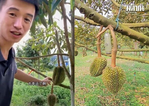 ทุเรียน