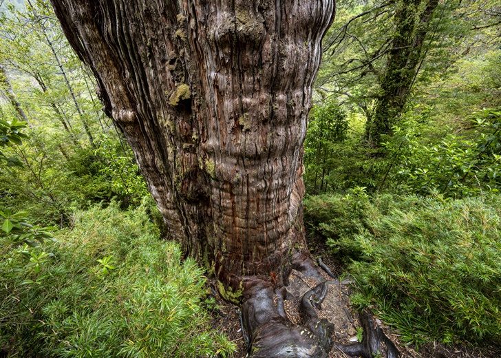 CHILE-ENVIRONMENT-SCIENCE-WEATHER-TREE