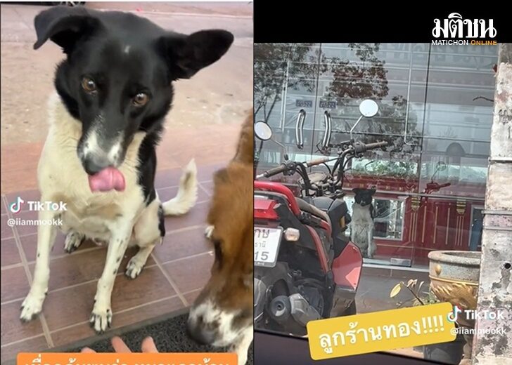 น้องหมา เว็บ