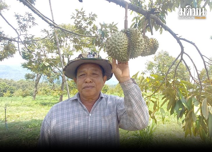 นอนเฝ้าทุเรียน 7288