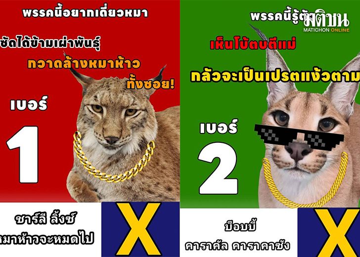 ผู้นำแมว1545