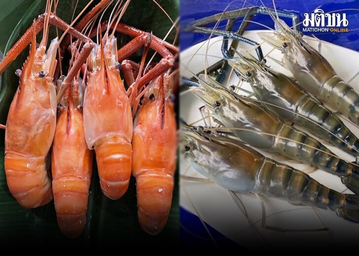 ภป.กุ้ว 54