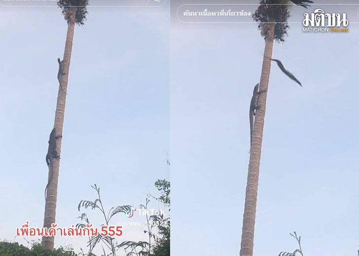 เหี้ย12348451