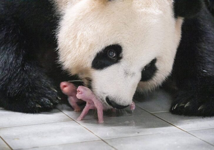 Giant Panda Ai Bao holds her baby panda with mouth after giving birth to twin at Everland amusement park in Yongin