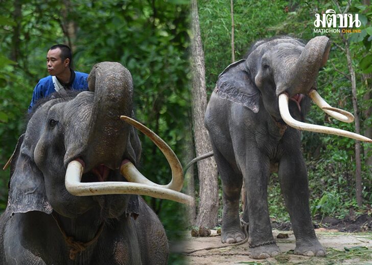อัพเดตพลายศักดิ์สุรินทร์123