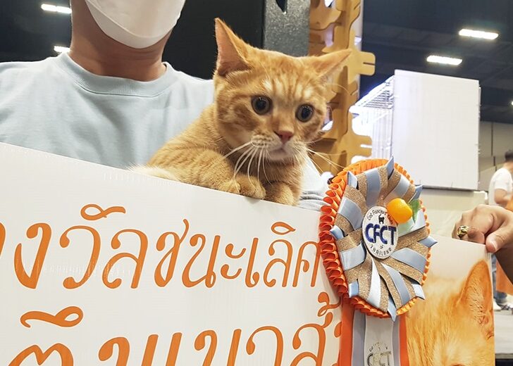 เฉินหลง ตัวตึงแมวส้ม