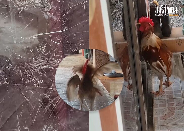 ไก่หลงเงา4444