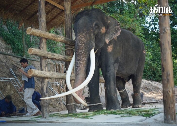 เจอตัวจริง! ศูนย์อนุรักษ์ช้างไทย เตรียมเปิดให้เข้าชม 'พลายศักดิ์ ...