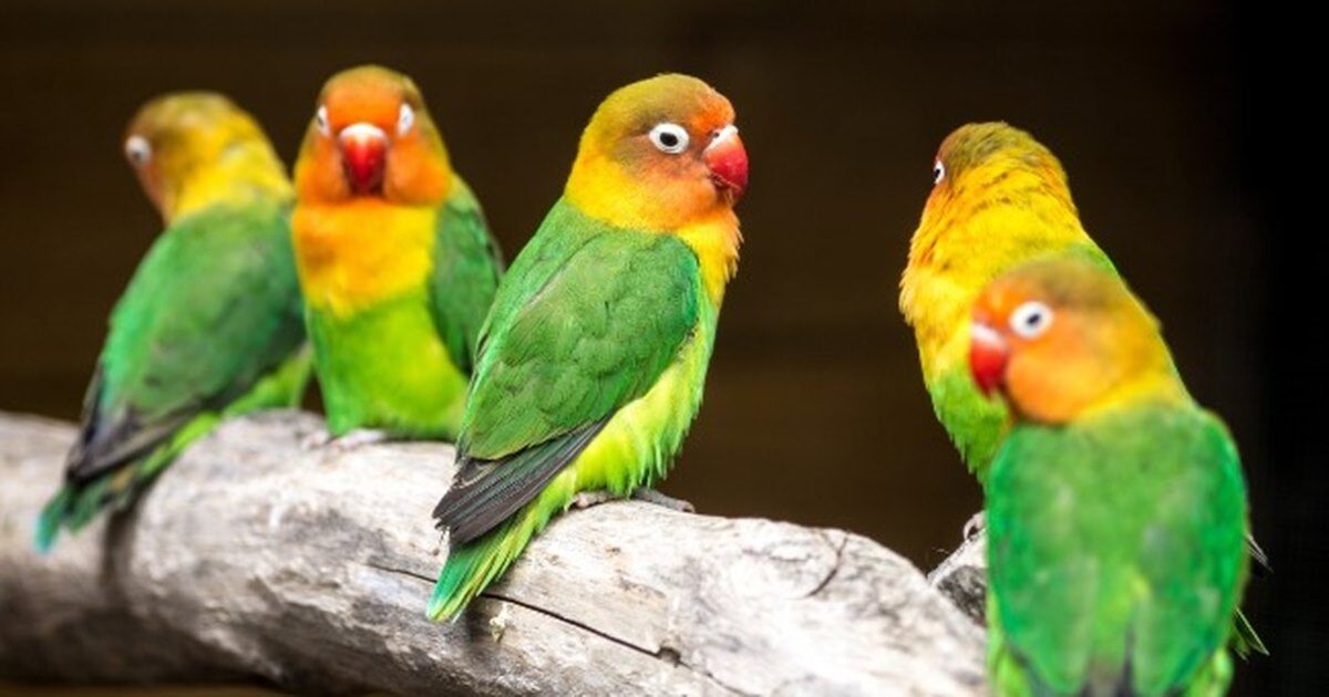 Photos capture the moment birds escape their cages in Tadley, England