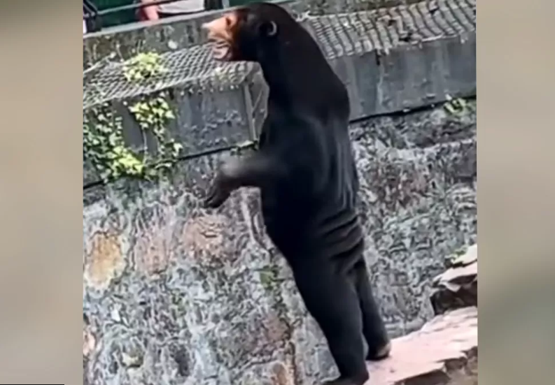 อย่ามั่ว! สวนสัตว์จีนยัน 'หมีหมา' ตัวจริง ไม่ใช่คนใส่ชุดหมีปลอมตัวมา