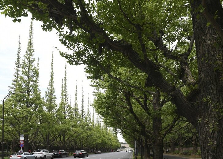 Japan Jingu Gaien Trees