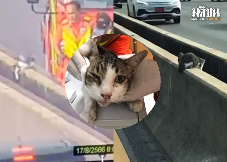 แมว เว็บ