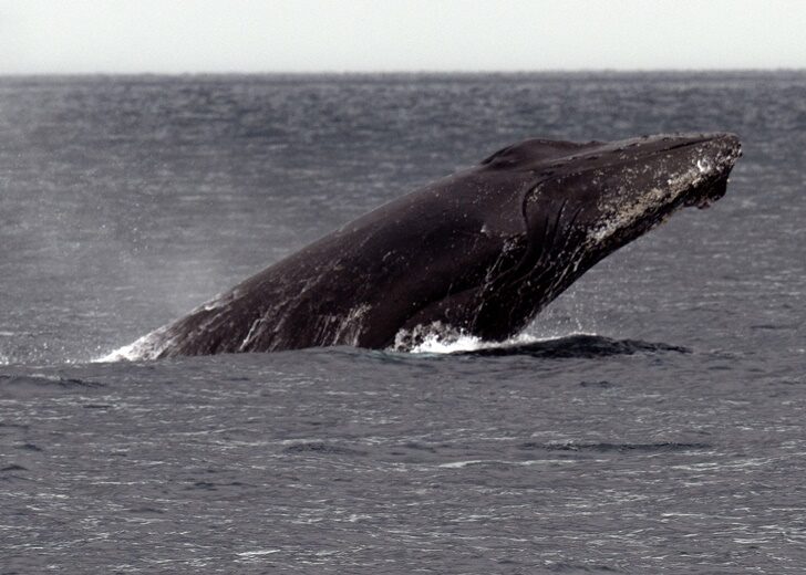 PANAMA-NATURE-WHALE