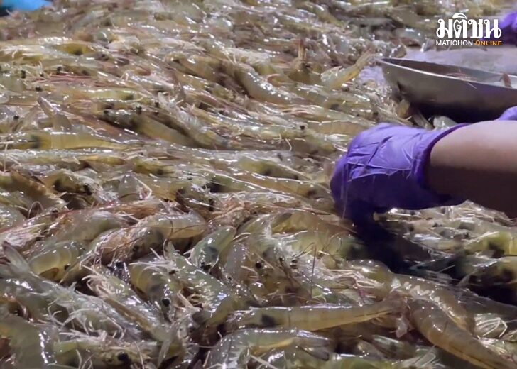 กุ้ง2