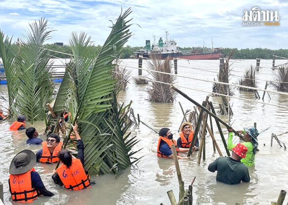 ‘พาโลมากลับมาผ่านหน้าบ้าน’ สร้างบ้านปลา ธนาคารปู ภารกิจฟื้นลุ่มน้ำบางปะกง