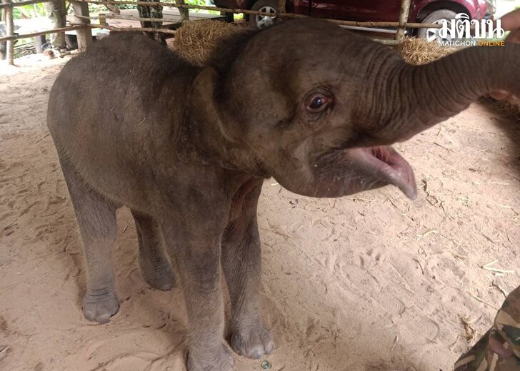 ลูกช้าง9
