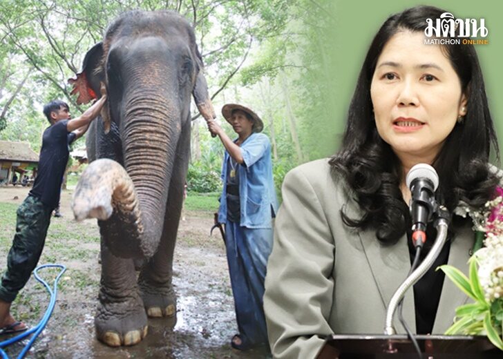 สกู๊ป-ควาญช้าง