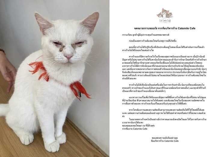 แจงปมแมวป่วย-รักษาตลอด