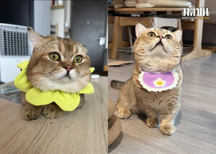 แมว เว็บ
