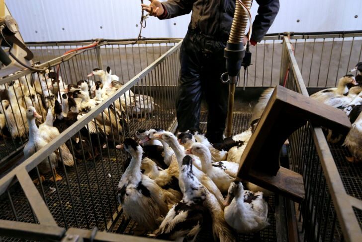 2023-10-02T081908Z_2133024965_RC27K3AB888X_RTRMADP_3_HEALTH-BIRDFLU-FRANCE (1)