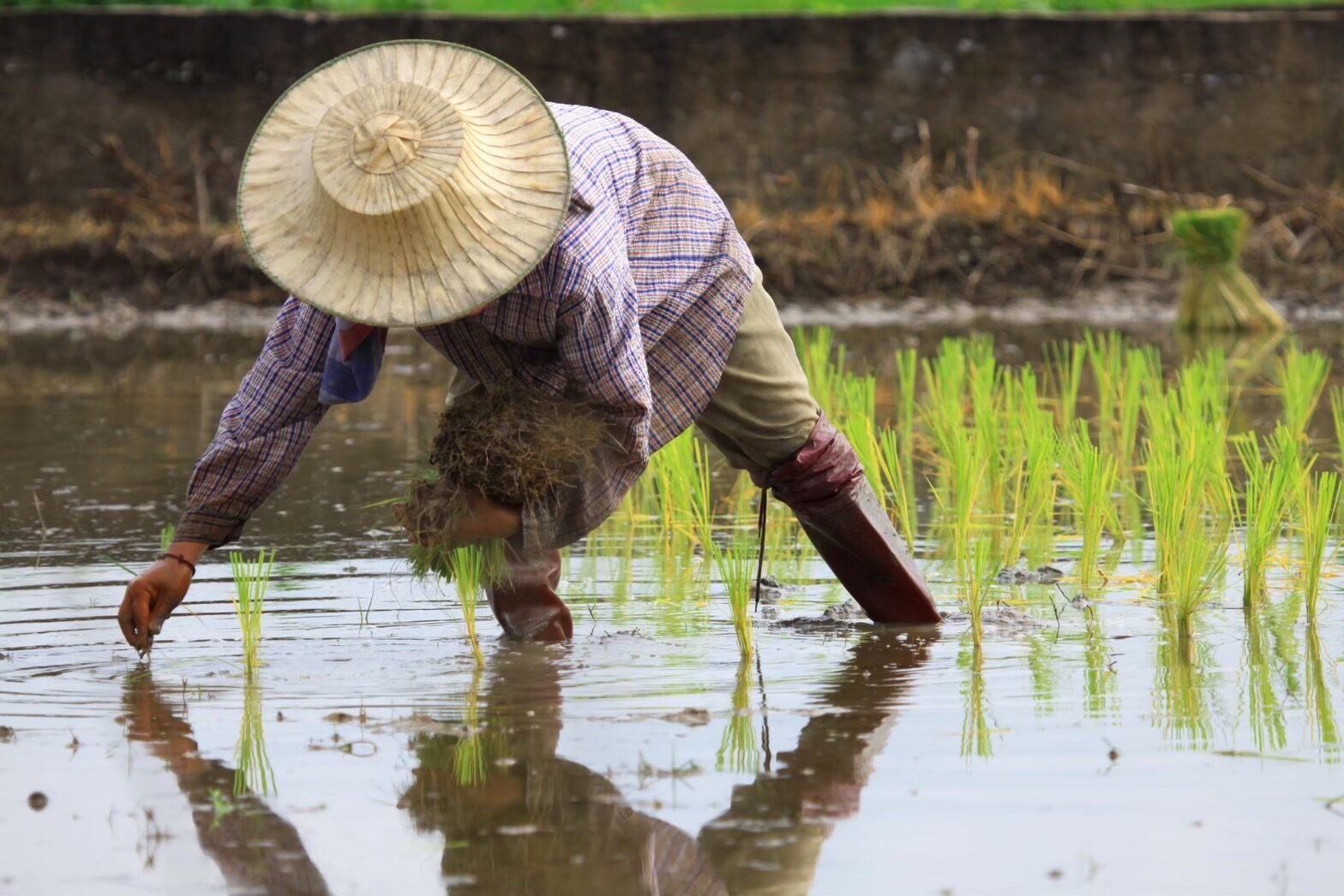 ข้าวสังข์หยดเมืองพัทลุง เตรียมขึ้นทะเบียน ข้าวจีไอ ในมาเลเซีย
