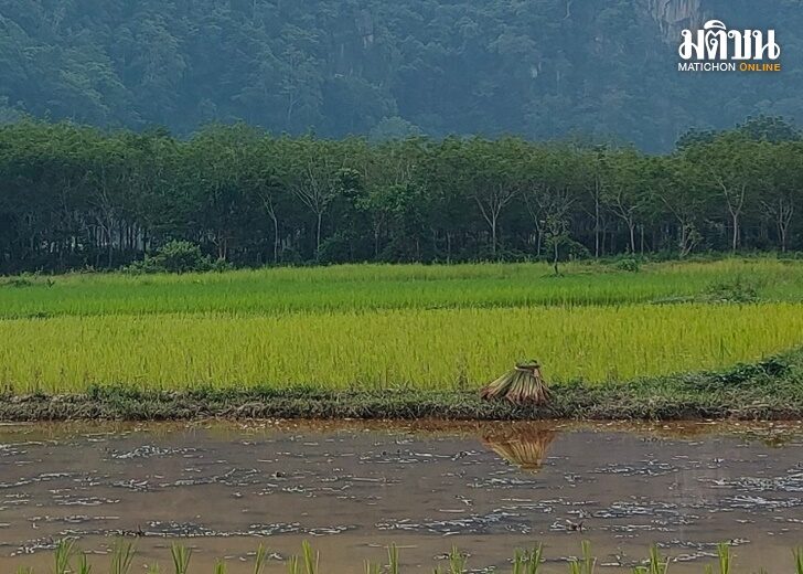 ปลูกข้าว2