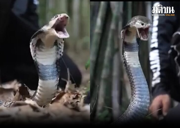 เห่า1