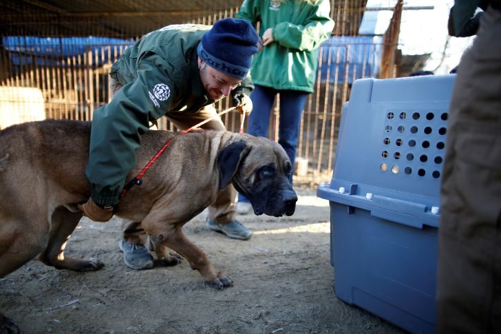 2023-11-17T075232Z_1230934765_RC2UE4AWJ1PH_RTRMADP_3_SOUTHKOREA-DOGS