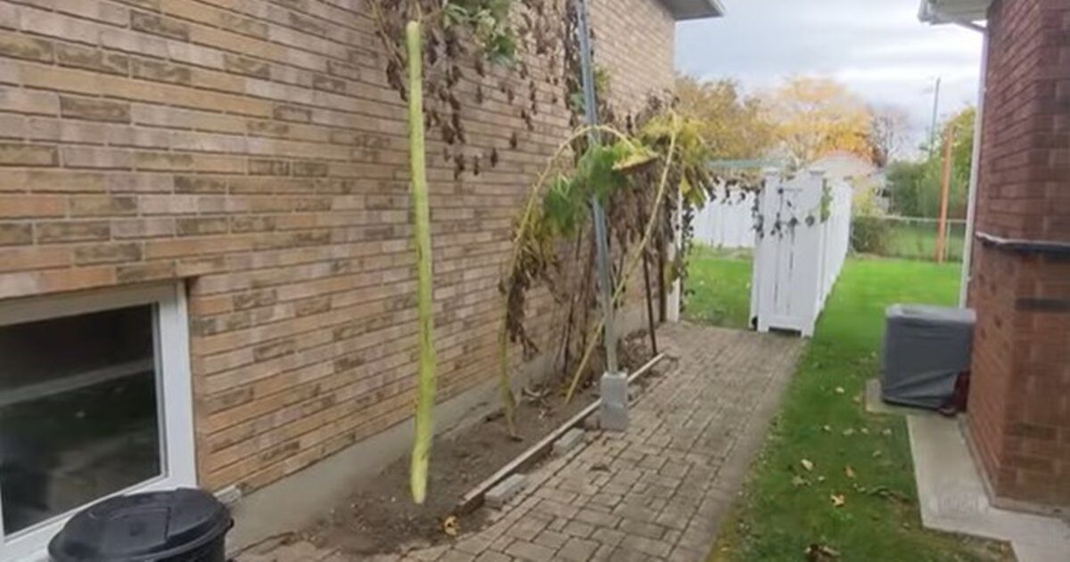 Canadian Man Grows World's Longest Zucchini, Breaking Guinness World
