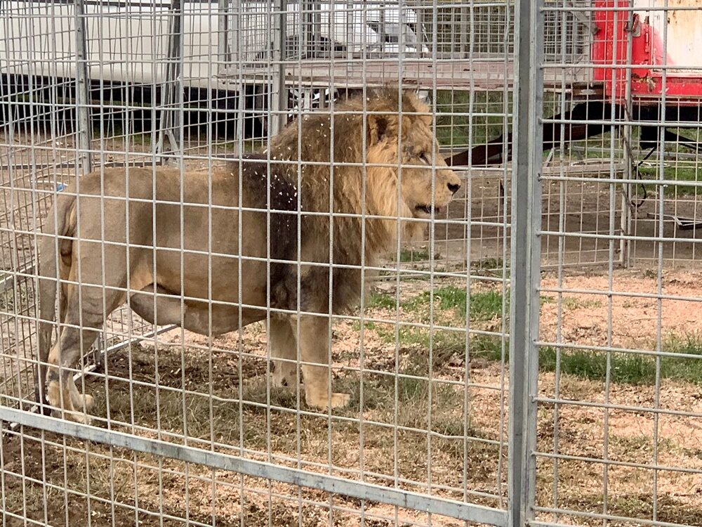 lion