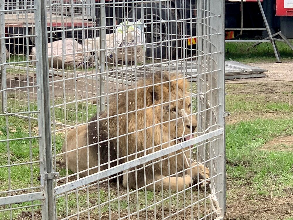 lion