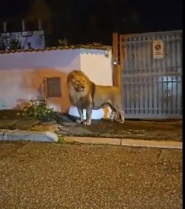 lion