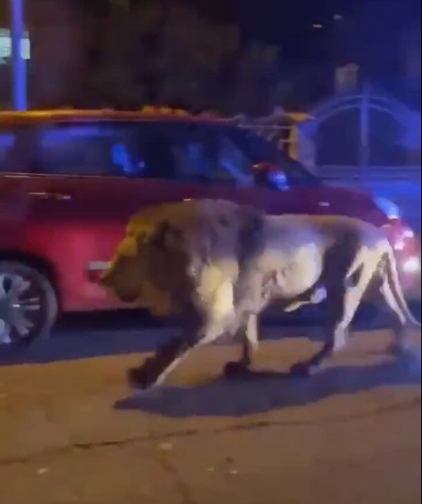 lion