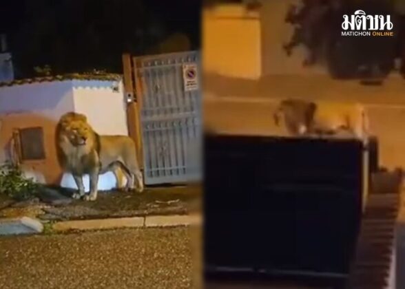 lion