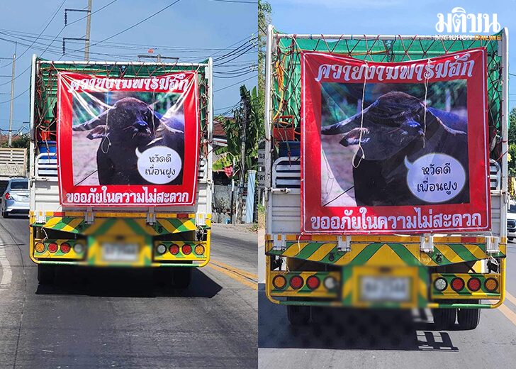ควายงาม16584