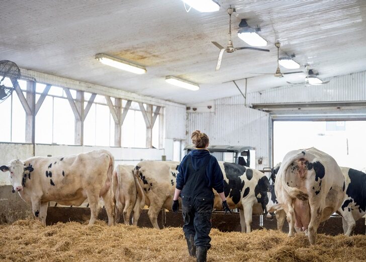 FILE PHOTO: Dairy workers maintain a farm in Carrying Place