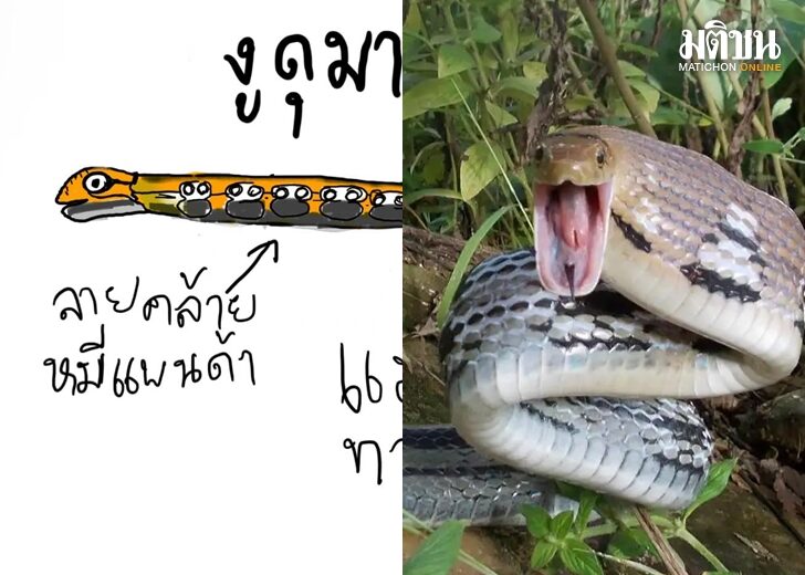 งู เว็บ